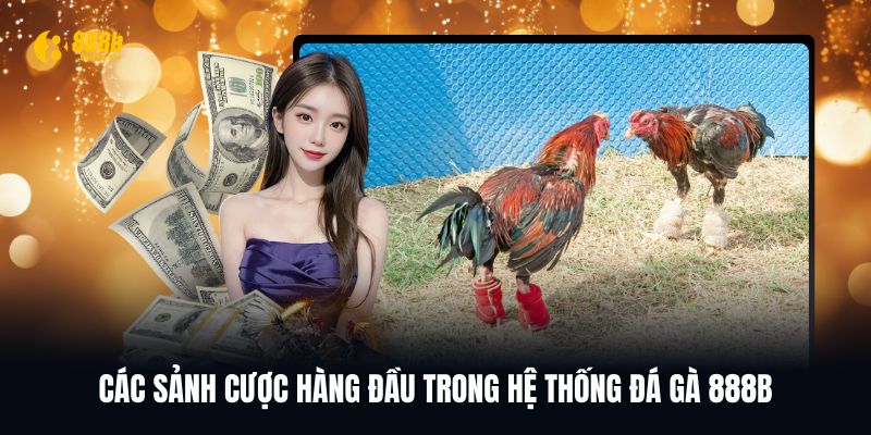 Các sảnh cược đá gà 888B uy tín hàng đầu