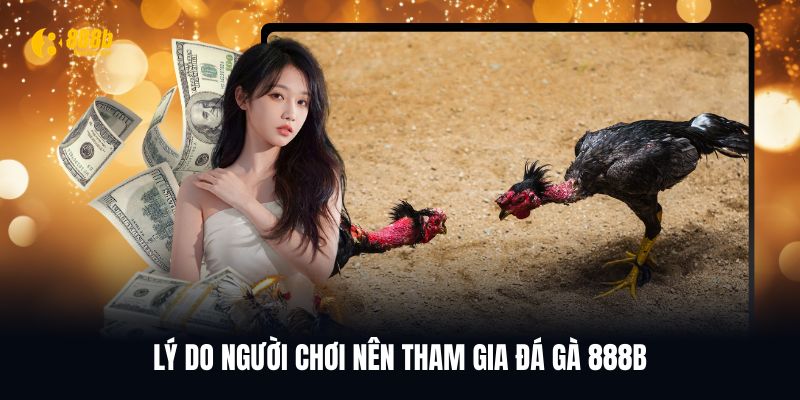 Ưu điểm lớn nhất khi tham gia đá gà 888B